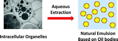 Composition, properties and potential food applications of natural emulsions and cream materials ...