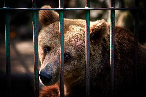 Animaux En Captivité Stock Photos, Pictures & Royalty-Free Images - iStock