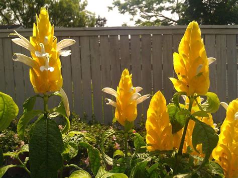 Corn husk Flowers | Corn husk, Flowers, Plants