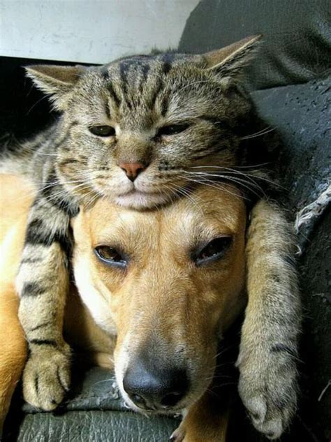 40 Cats And Dogs That Prove You Don't Need To Be The Same Species To Be Best Friends - Small Joys