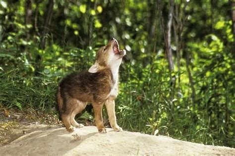 Coyote Puppy Howling. North Eastern USA available as Framed Prints, Photos, Wall Art and Photo Gifts