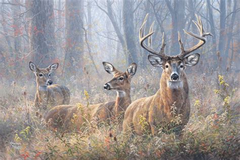 Abraham Hunter – Infinity Fine Art | Deer wallpaper, Whitetail deer pictures, Deer photography