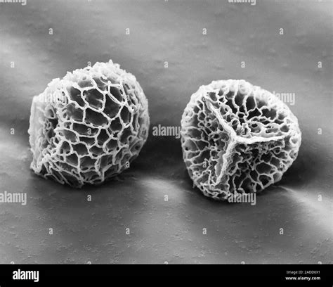 Scanning electron micrograph (SEM) of two spores from a stag's-horn clubmoss (Lycopodium ...