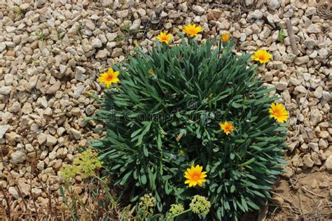 Yellow Flowers on the Island of Cyprus Stock Image - Image of daisy ...