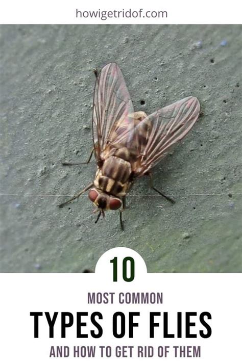 10 Most Common Types Of Flies and How To Get Rid Of Them - How I Get Rid Of