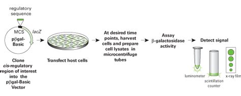 Beta-galactosidase assay and LacZ vectors