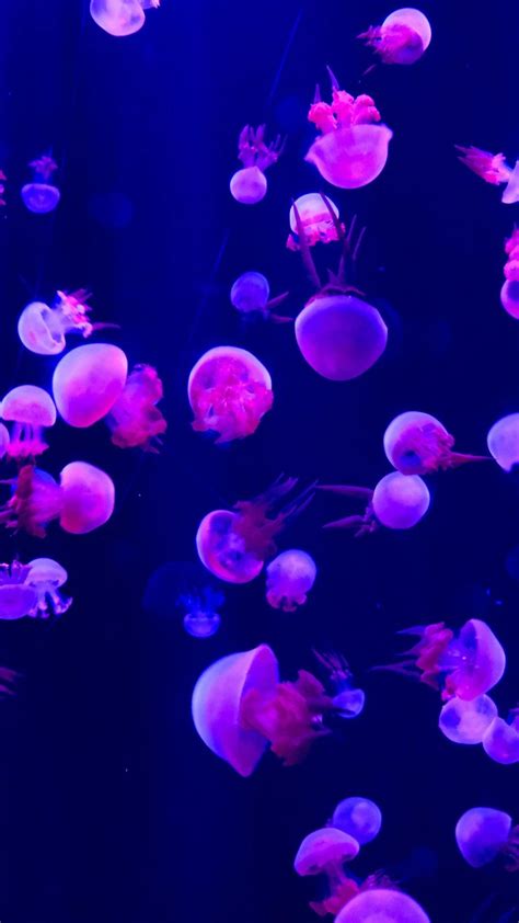 1440x2560 Fish, jellyfish, small and pink wallpaper | Jellyfish photography, Jellyfish design ...