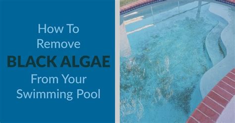 How To Remove Black Algae From Your Swimming Pool | Kill Black Algae | Black algae in pool ...