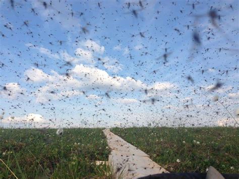 10 Species Known For Massive Swarms