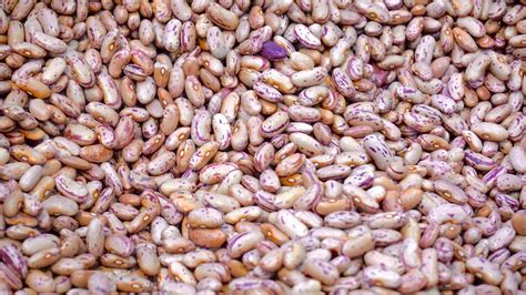 Beige and Purple Beans · Free Stock Photo