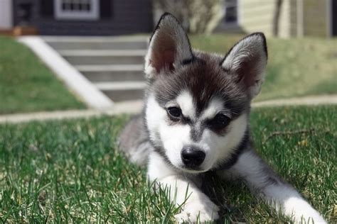 Alaskan Klee Kai Dog Breed Information, Images, Characteristics, Health