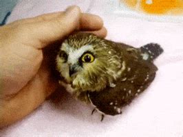 Owl Smiling GIF - Find & Share on GIPHY