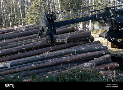 LOGGING INDUSTRY Stock Photo - Alamy