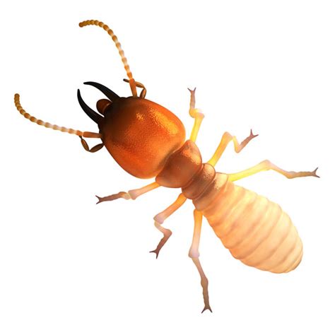 Dampwood Termite Identification & Behavior | Isotech Pest Management