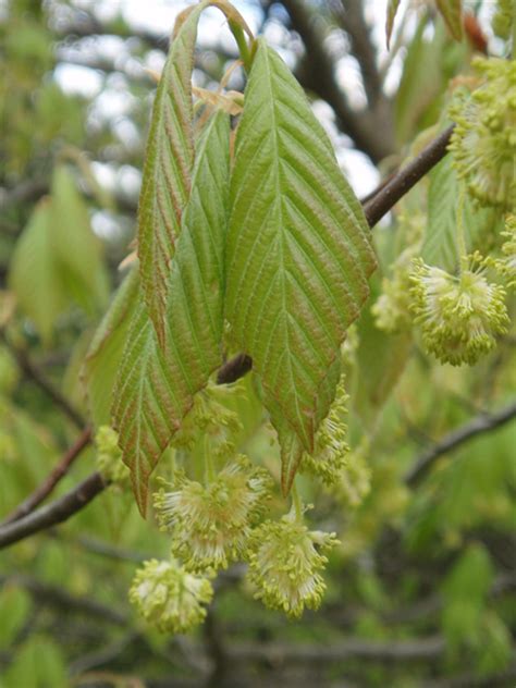 Fagus grandifolia - Jersey-Friendly Yards