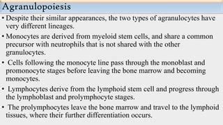 Hematopoisis | PPT