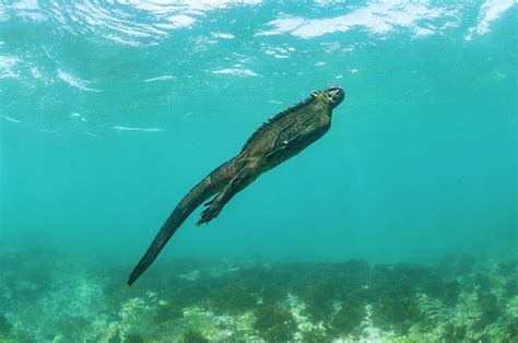 Marine Iguana Swimming Photograph by Tui De Roy - Fine Art America