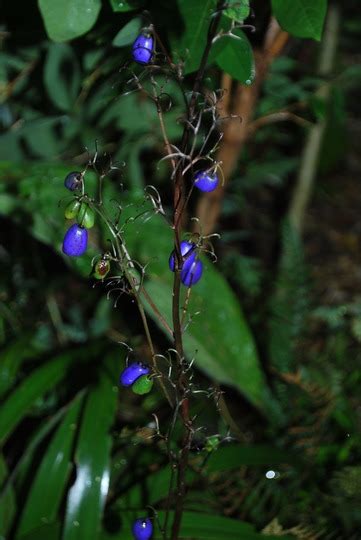 Dianella Tasmanica berries.... : Grows on You