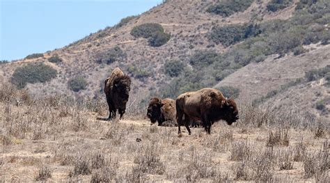 Catalina Island is Home to a Diverse Collection of Wildlife – The Log