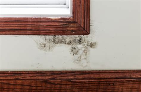 What to do if you find Toxic Black Mold | SafeWise.com