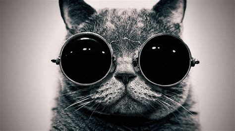 🔥 [120+] Cat Wallpapers HD 1920x1080 | WallpaperSafari