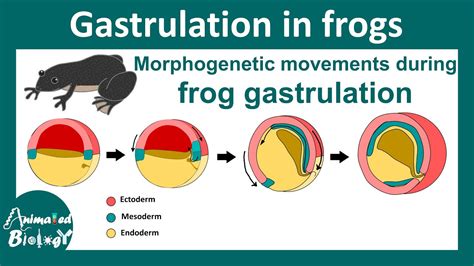 Gastrulation in frog | Morphogenetic movement during Xenopus gastrulation | epiboly | Embryology ...