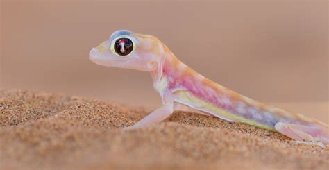 Descubren una nueva especie de gecko neón que brilla con la luz de la ...