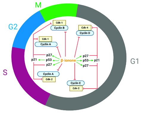 β-Ionone modulates several cell cycle regulatory proteins causing cell ...