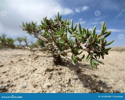 Desert plant, Gobi Desert stock photo. Image of form - 141284398