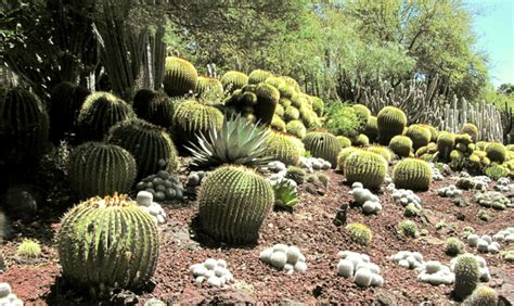 Desert Landscaping: Southwest Desert Native Plants & Gardening