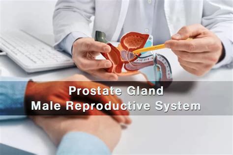 Function of the prostate gland in the male reproductive system