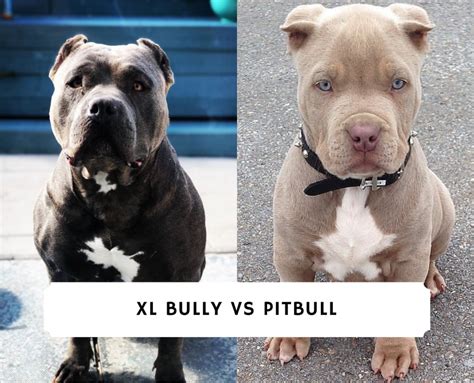 XL Bully vs. Pitbull: What’s the difference?