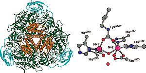 Urease