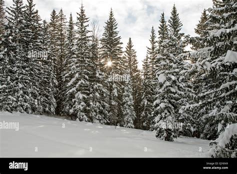 Pine trees snow hi-res stock photography and images - Alamy