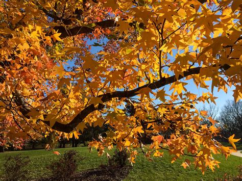 Fall Colors | U of I Arboretum | David Welch | Flickr