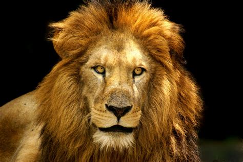 Lion Free Stock Photo - Public Domain Pictures