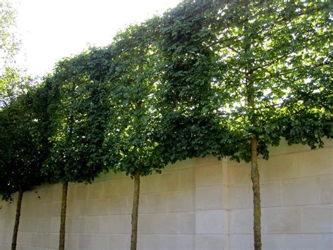 Comment cacher le VIS À VIS d’une FENÊTRE avec un arbre ? - Aménager Son Jardin | Intimité du ...