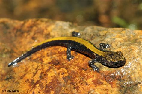 Coeur d'Alene Salamander - Plethodon idahoensis