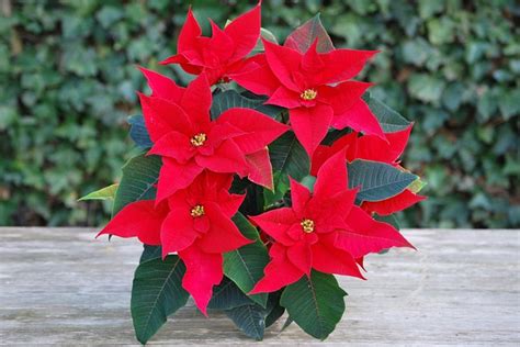 18 Christmas Flowers and Plants You Need To Know - FlowerAdvisor USA Blog