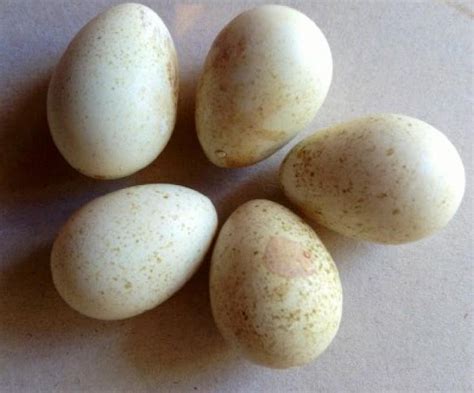 Bird In Everything: Quail Bird Eggs