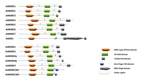 Schematic of MORC architecture in two plants models. Domain ...