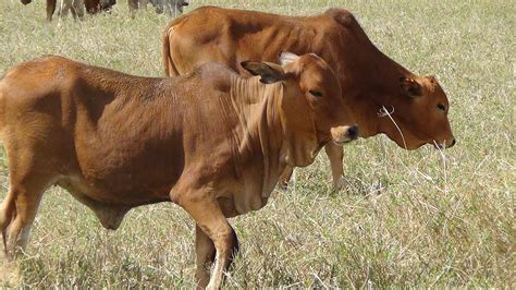 Mpala Live! Field Guide: Boran Cattle | MpalaLive