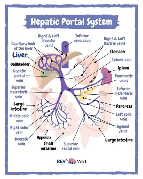 Portal Vein Anatomy