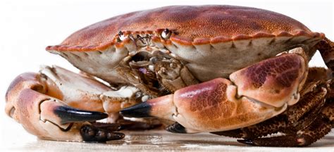 5 Amazing Crab Species Around the World