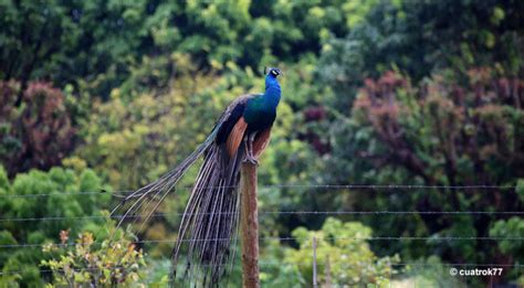 Peacock Symbolism Explained – What Do They Represent?