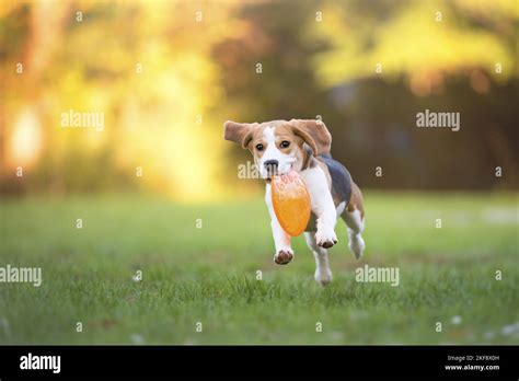 playing young Beagle Stock Photo - Alamy