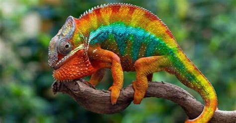 Top 10 Most Colorful Animals in the World - A-Z Animals