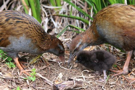 10 Incredible Facts About Weka to Impress your Mates With – Forest & Bird