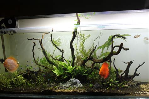 Black or White? Choosing the right background for your Aquarium | HubPages