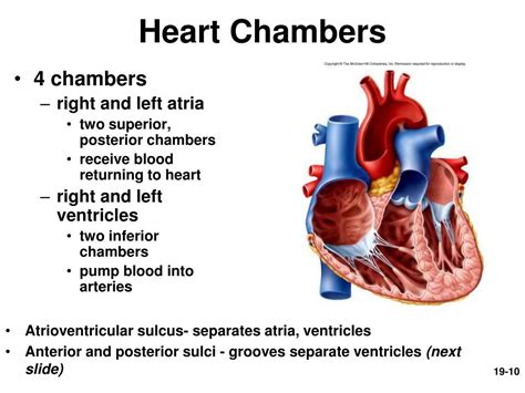 PPT - Circulatory System: The Heart PowerPoint Presentation, free download - ID:7055364